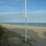 Ostseemuschel