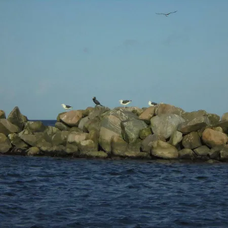Ostseemuschel Daire Damp