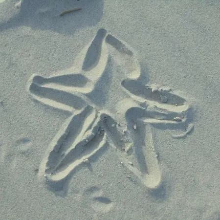 Ostseemuschel דירה *